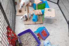 Sortie des chinchillas